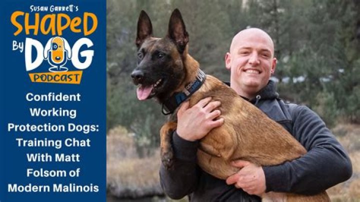 Modern Malinois YouTuber Обзор